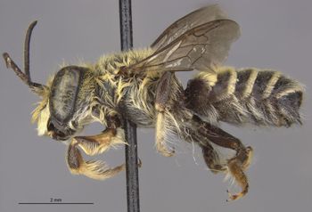 Media type: image;   Entomology 16200 Aspect: habitus lateral view